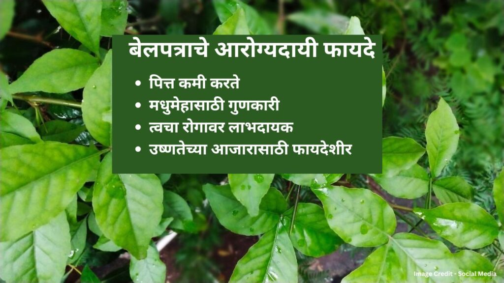 Health benefits of Belpatra